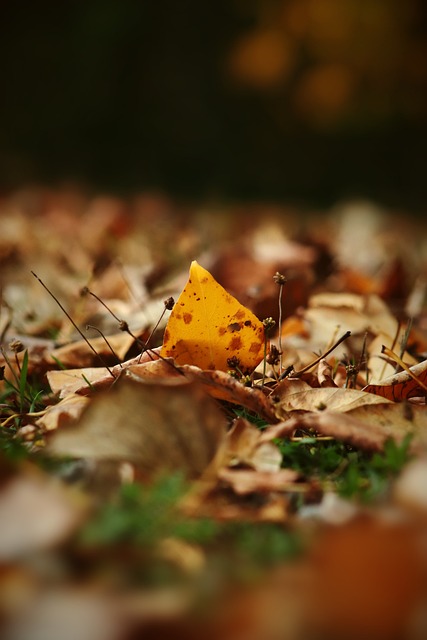 WNBL官方欢迎韩旭加盟：迫不及待想看她的首秀