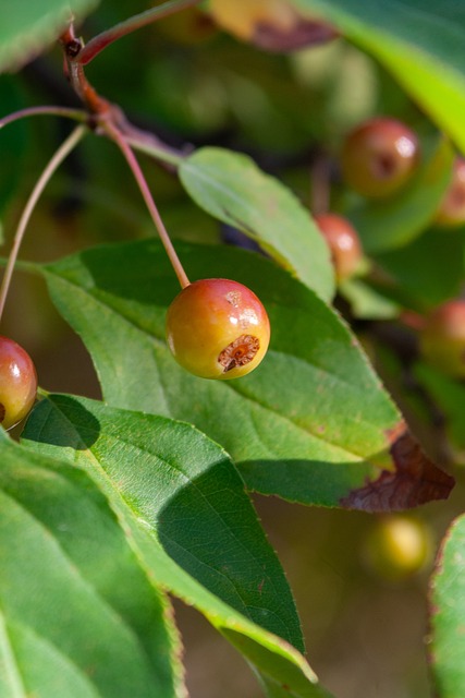 雄鹿遭淘汰哈姆NBA杯纪录遭终结，此前两个赛季全部夺得冠军